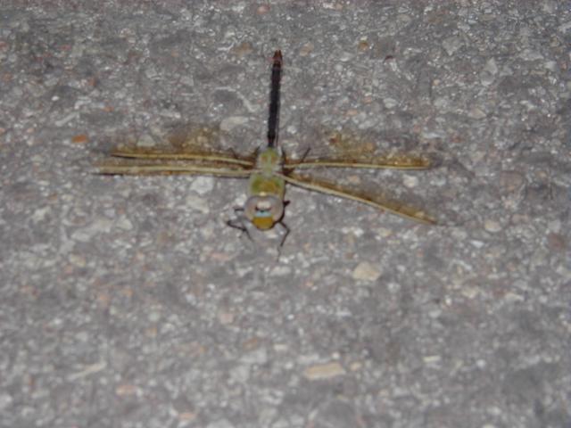 camera/2000/05(May)/Miscellaneous/640x480_P5270002.JPG