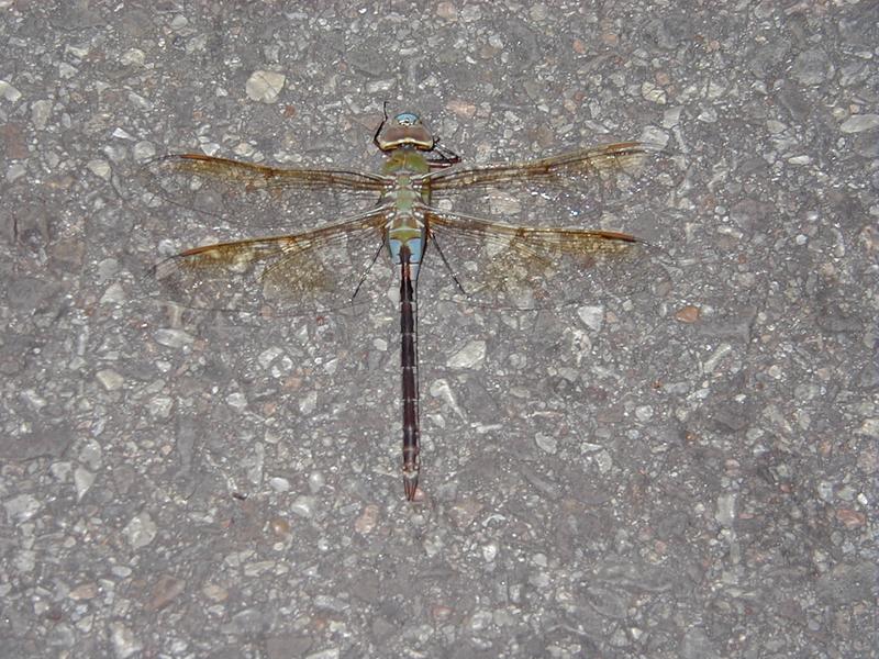 P5270001.JPG