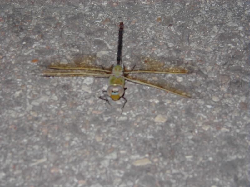 P5270002.JPG