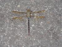P5270001.JPG