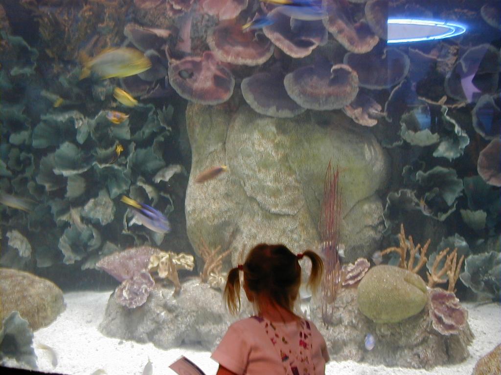 Aquarium-2.JPG