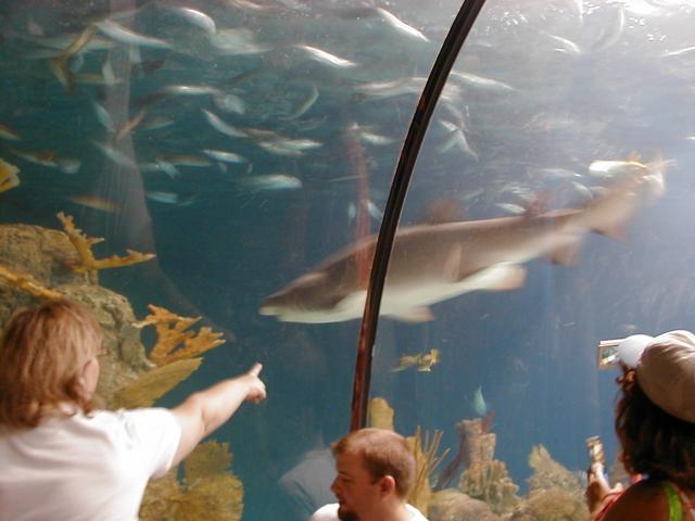 camera/2000/07(July)/07_02_Aquarium/640x480_Aquarium-6.JPG