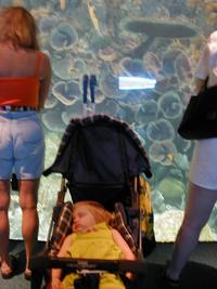 Aquarium-1.JPG