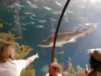 Aquarium-6.JPG