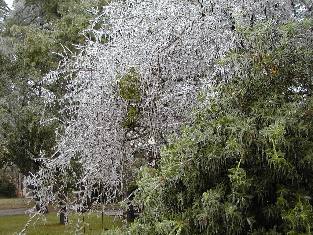 camera/2000/12(December)/12_13_Icy_Morning/1024x768_PC130015.JPG