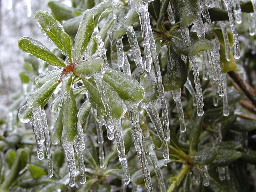 camera/2000/12(December)/12_13_Icy_Morning/1024x768_PC130016.JPG