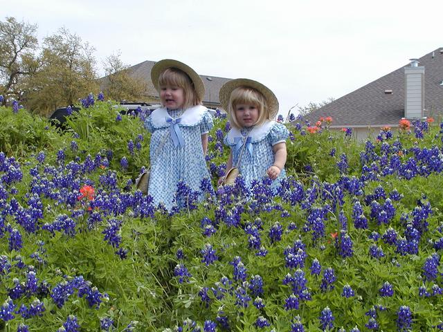 camera/2001/03(March)/03_25_Bluebonnets/640x480_P3250002.JPG