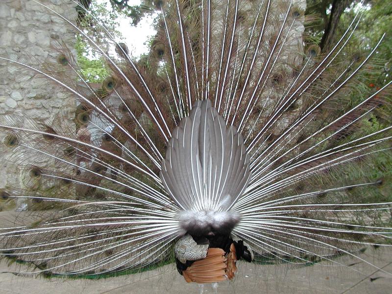 P5050082.JPG