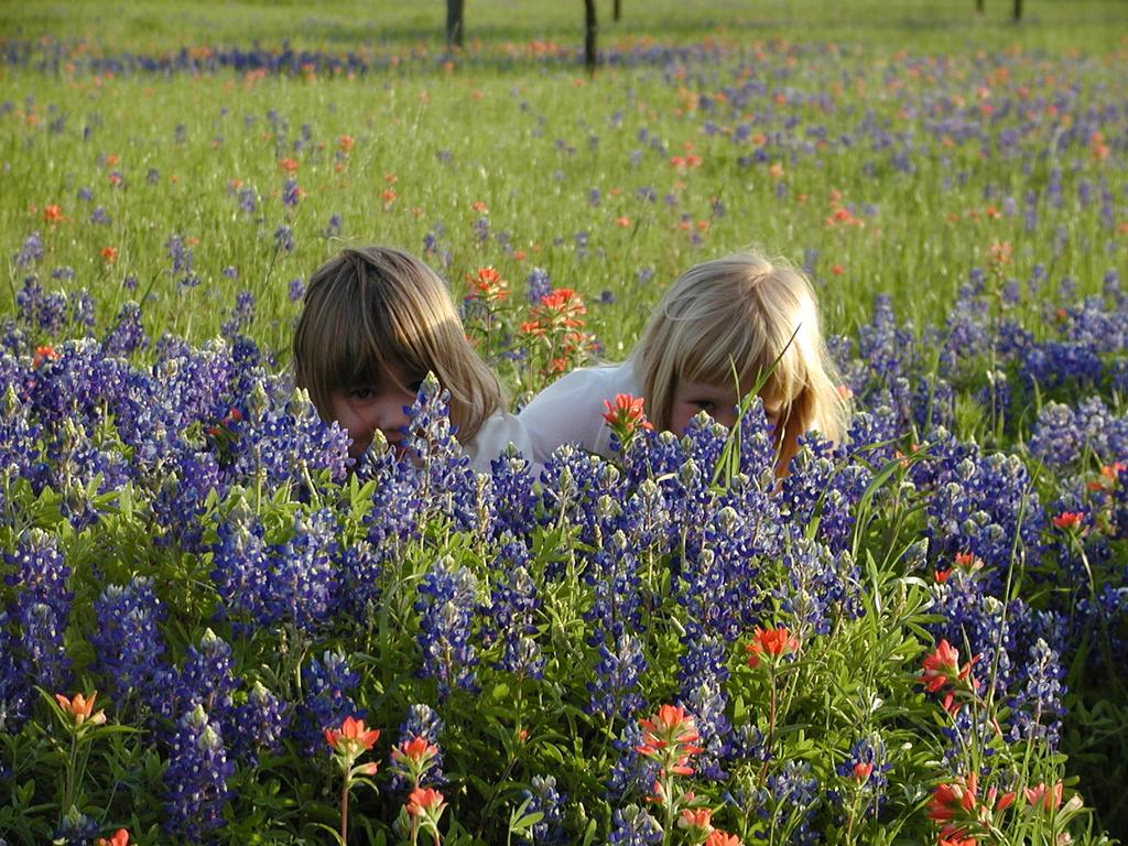camera/2002/04(April)/04_09_Bluebonnets/1024x768_p4090037.jpg