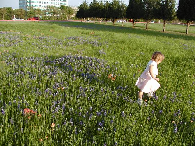 camera/2002/04(April)/04_09_Bluebonnets/640x480_p4090027.jpg