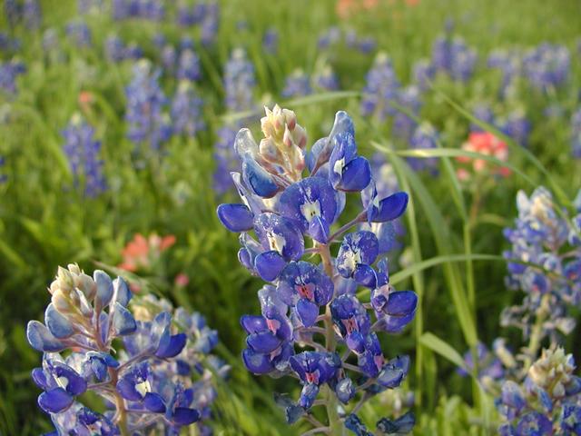 camera/2002/04(April)/04_09_Bluebonnets/640x480_p4090043.jpg