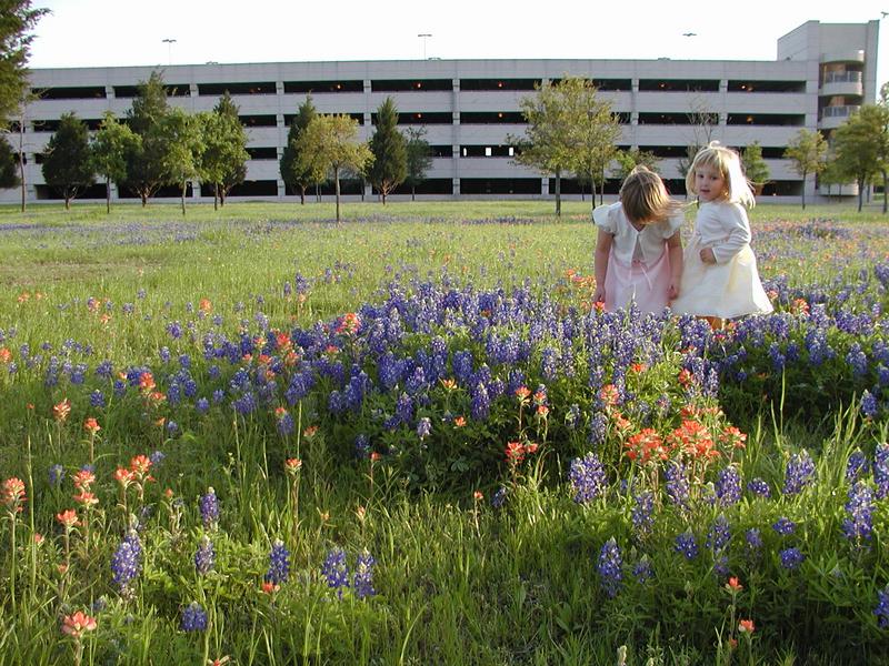 camera/2002/04(April)/04_09_Bluebonnets/800x600_p4090035.jpg