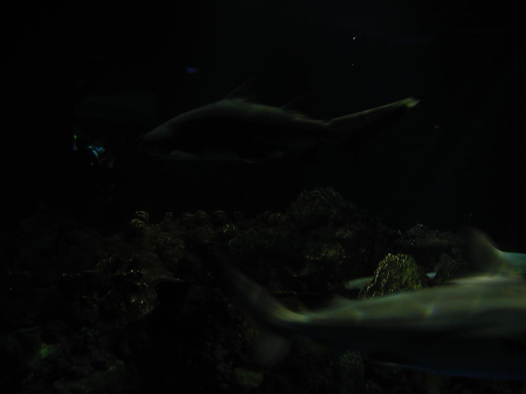 P6090077.JPG