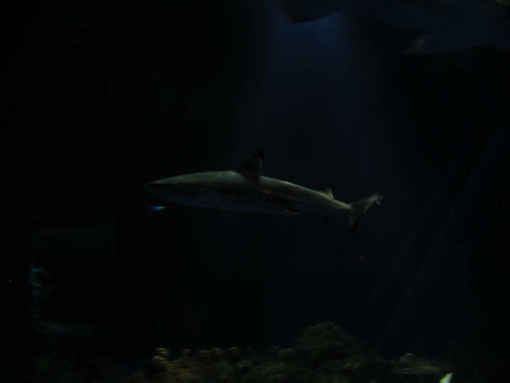 P6090080.JPG