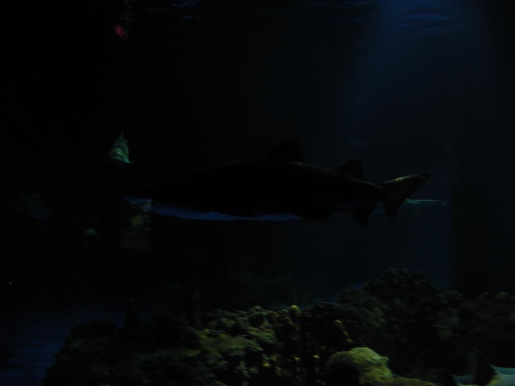 P6090084.JPG
