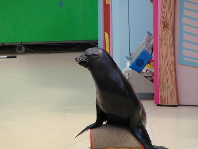 camera/2002/06(June)/06_09_SeaWorld/640x480_P6090016.JPG