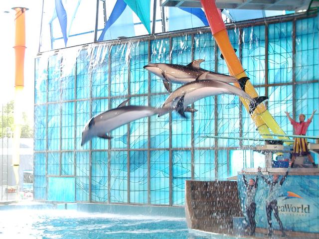 camera/2002/06(June)/06_09_SeaWorld/640x480_P6090041.JPG