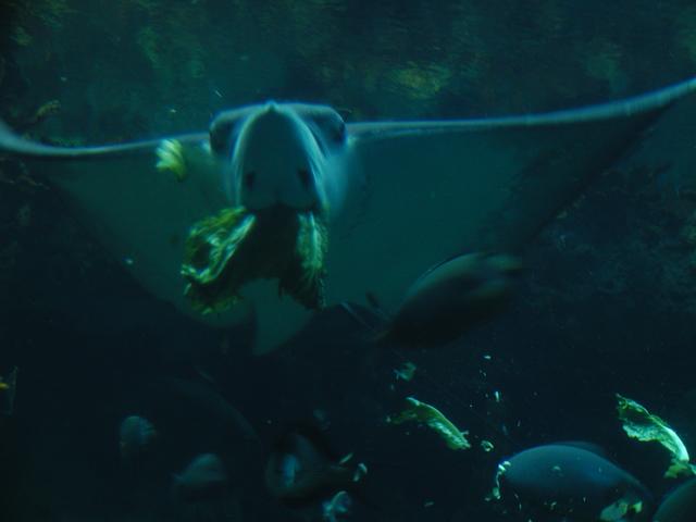 camera/2002/06(June)/06_09_SeaWorld/640x480_P6090074.JPG