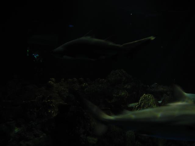P6090077.JPG