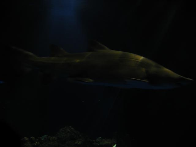 P6090079.JPG
