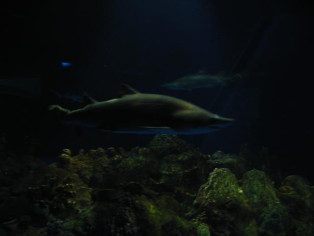 camera/2002/06(June)/06_09_SeaWorld/640x480_P6090081.JPG
