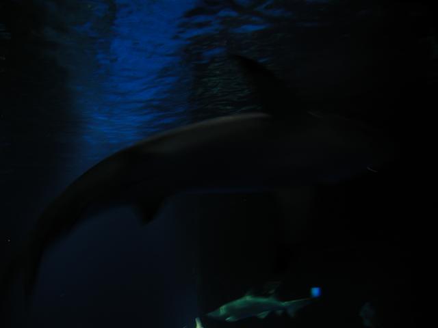 P6090083.JPG