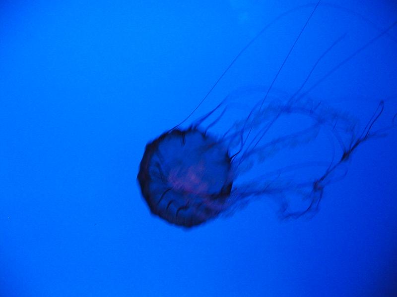 P6090070.JPG
