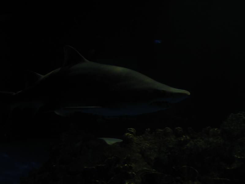 camera/2002/06(June)/06_09_SeaWorld/800x600_P6090075.JPG