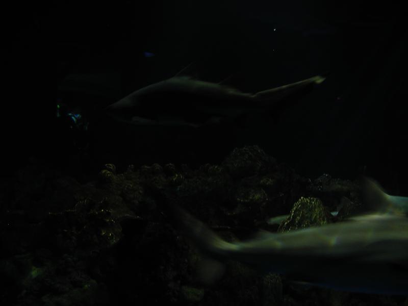 camera/2002/06(June)/06_09_SeaWorld/800x600_P6090077.JPG