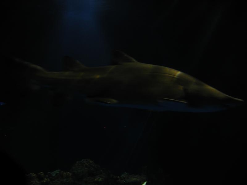 camera/2002/06(June)/06_09_SeaWorld/800x600_P6090079.JPG