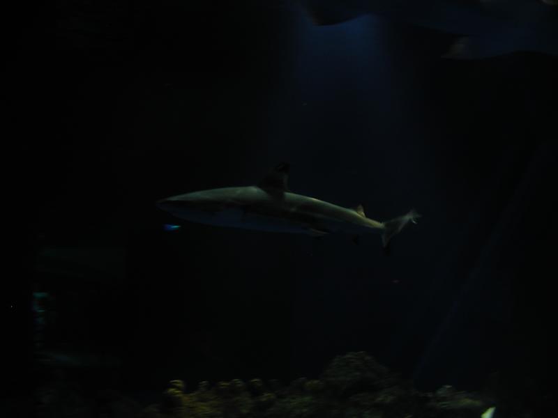 camera/2002/06(June)/06_09_SeaWorld/800x600_P6090080.JPG