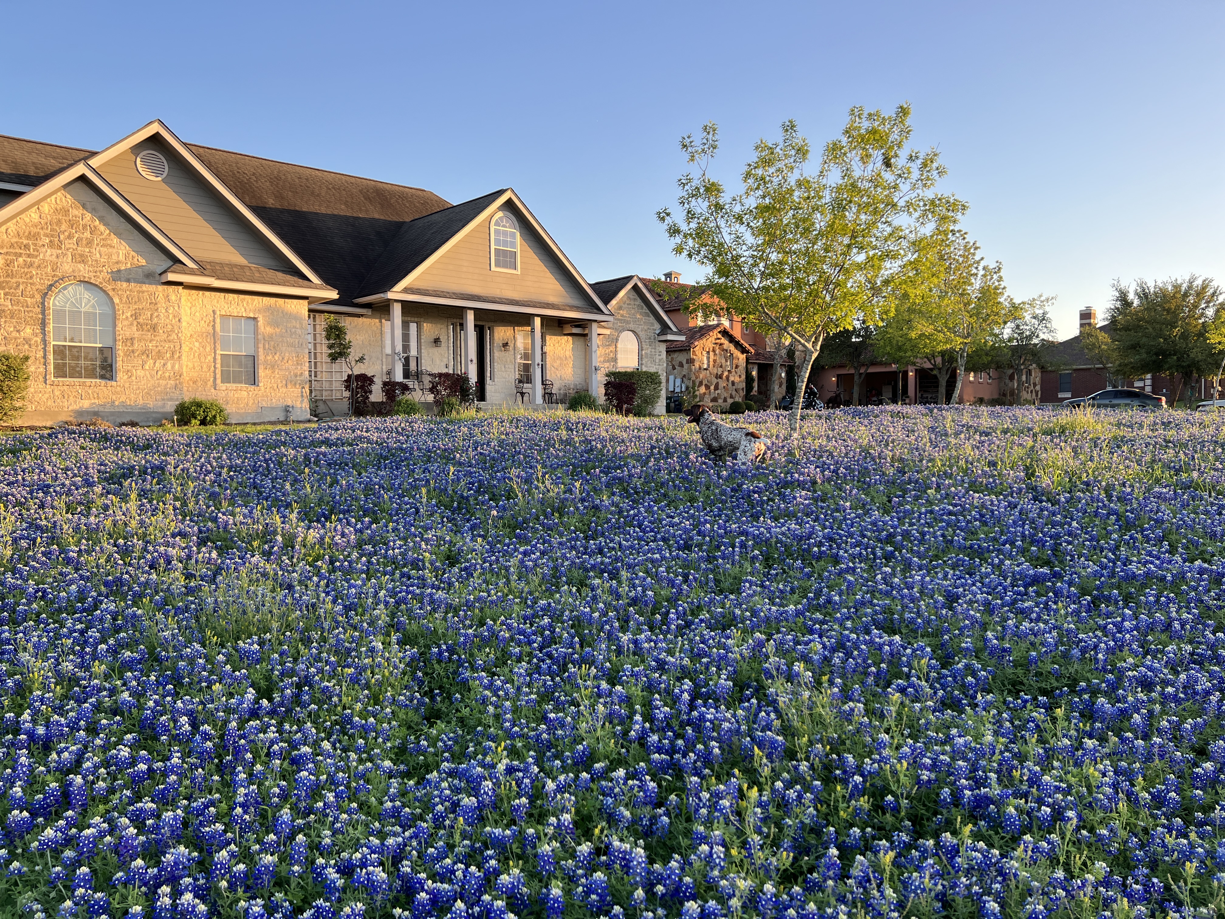 2023-03-25-Bluebonnets-23-Blaze.JPG