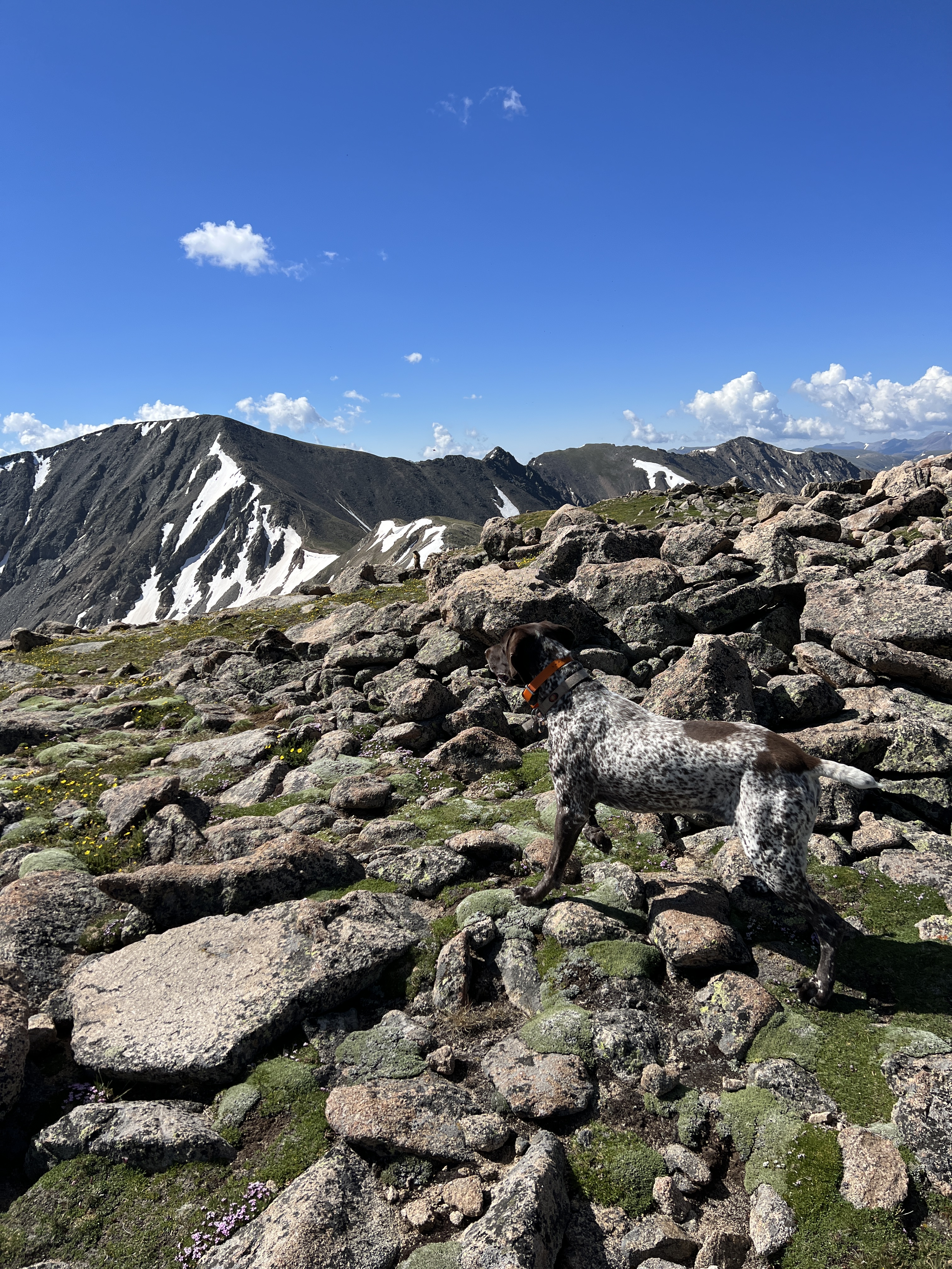 2023-07-15-Hiking-Cupid-Grizzly-35-Blaze.JPG