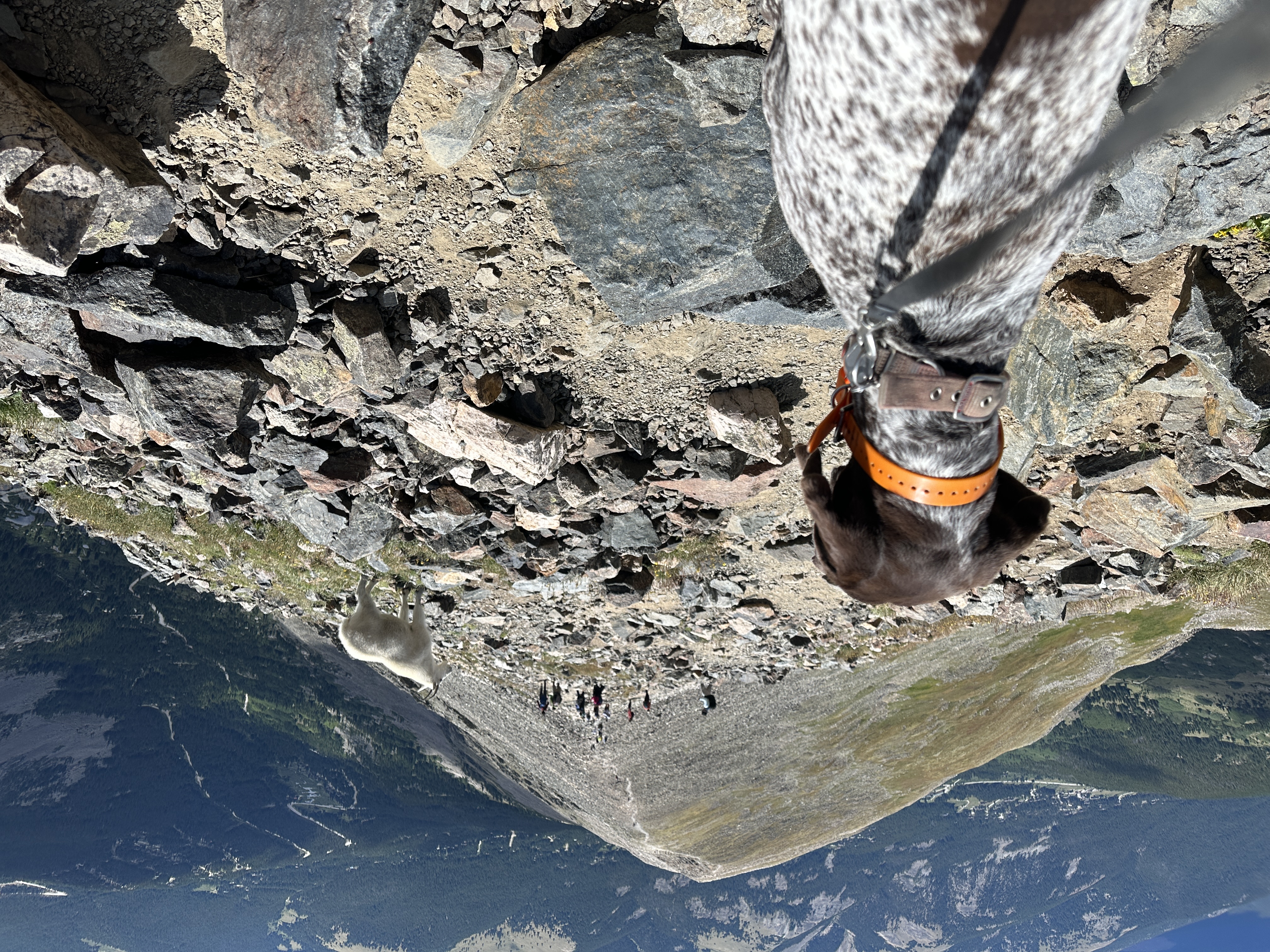 2023-08-19-Quandary-Peak-33-goat-Blaze.JPG