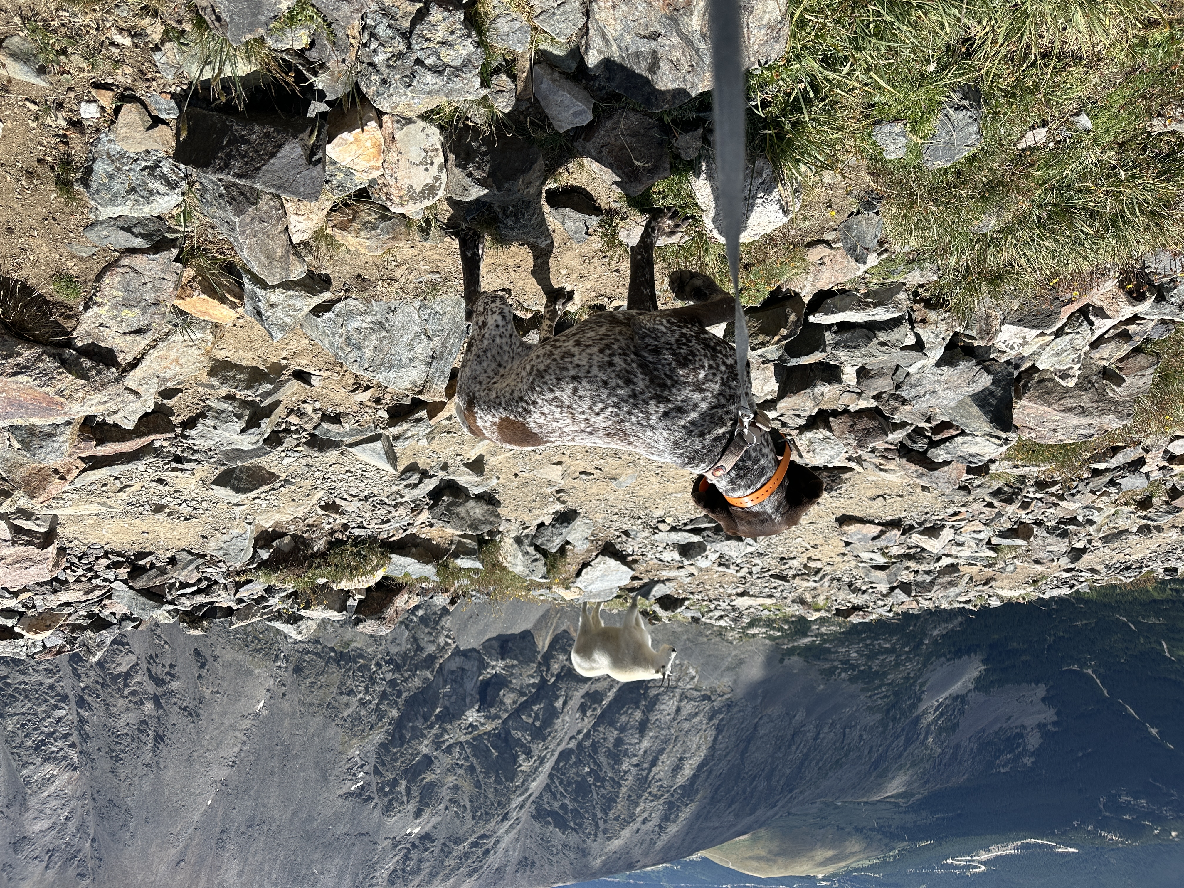 2023-08-19-Quandary-Peak-34-goat-Blaze.JPG
