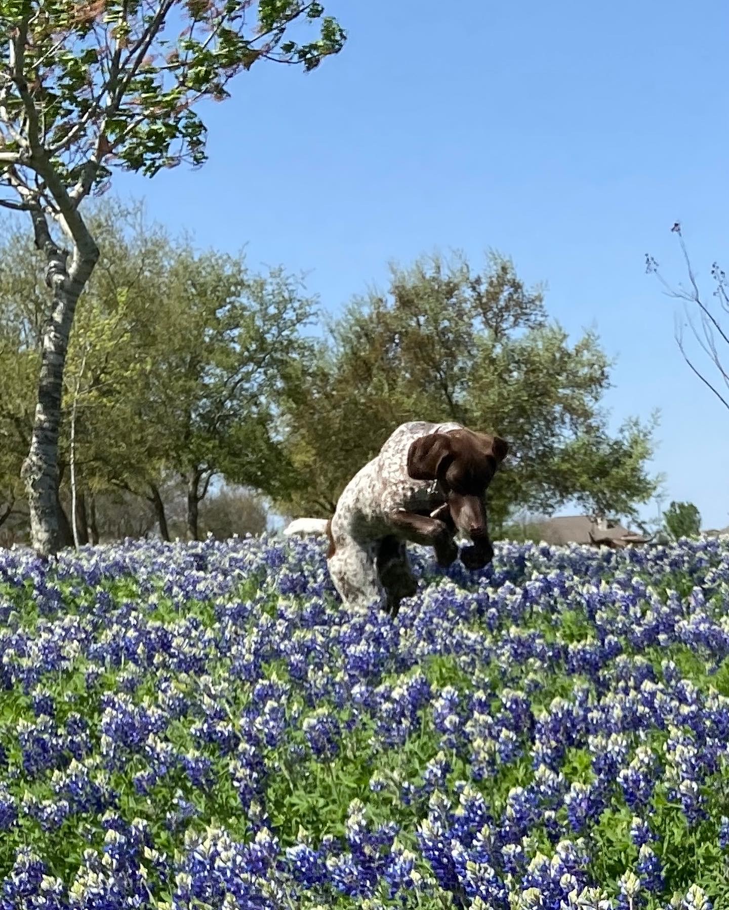 Bluebonnets-Blaze-16.JPG