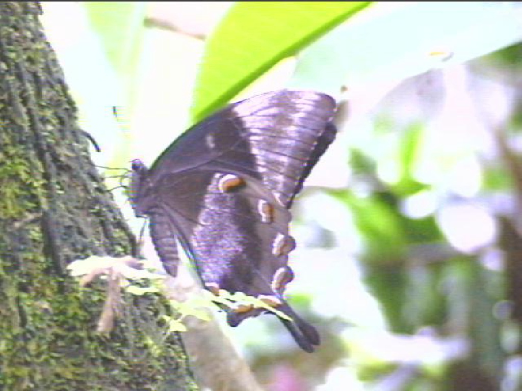 BUTRFLY.JPG