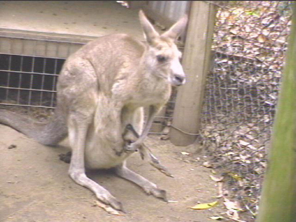 KANGA2.JPG