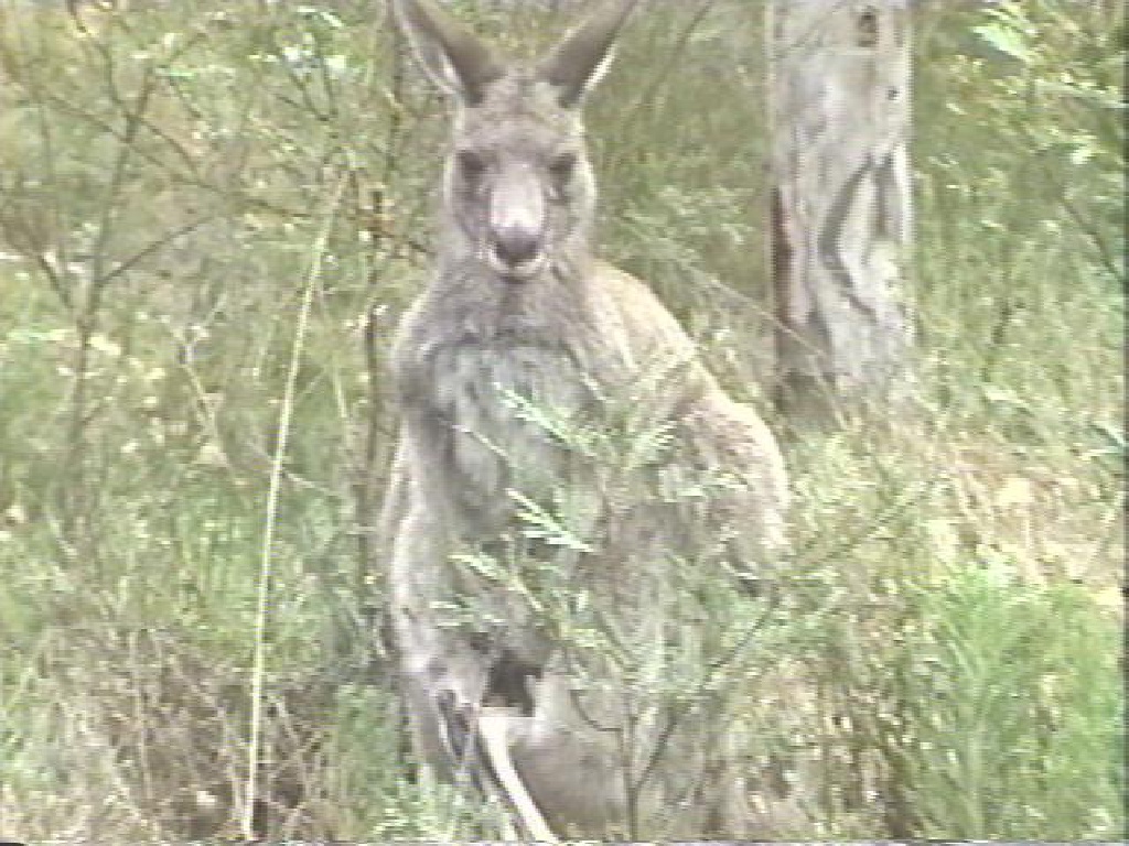 KANGA3.JPG