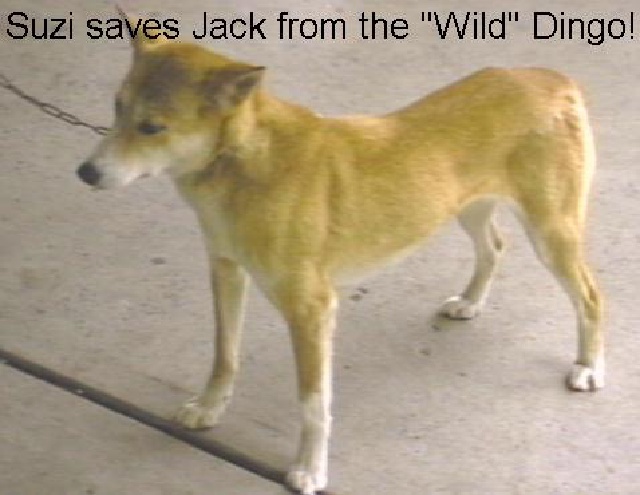 DINGO.JPG