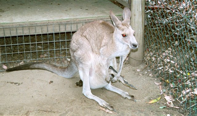 KANGA.JPG