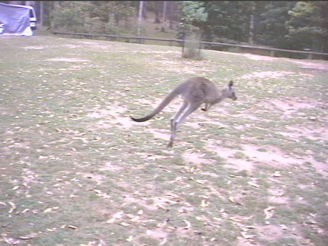 KANGA1.JPG