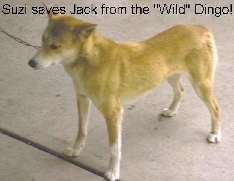 DINGO.JPG