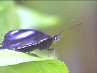 BUTRFLY2.JPG