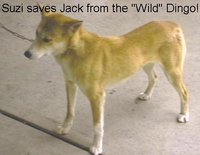 DINGO.JPG