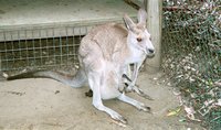 KANGA.JPG