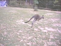KANGA1.JPG