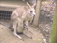 KANGA2.JPG