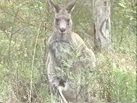 KANGA3.JPG