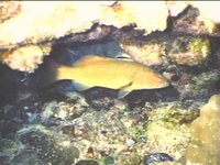 SCUBA16.JPG
